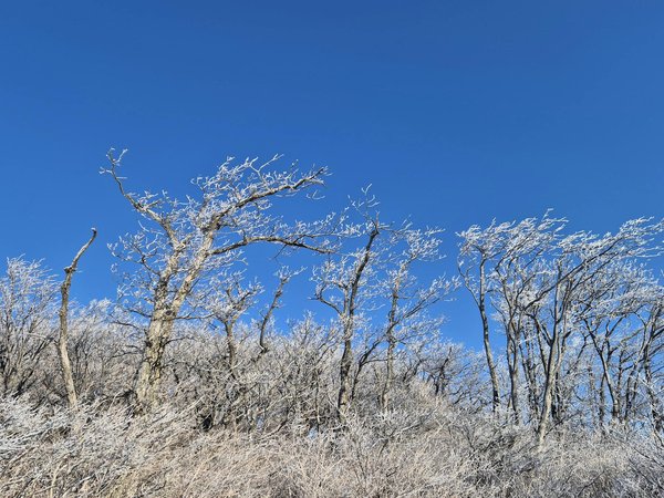 Uncovering How Alkaline Diets Can Alleviate Inflammation in Chronic Urticaria Patients